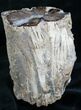 Large Blue Forest Petrified Wood Limb Section #7993-6